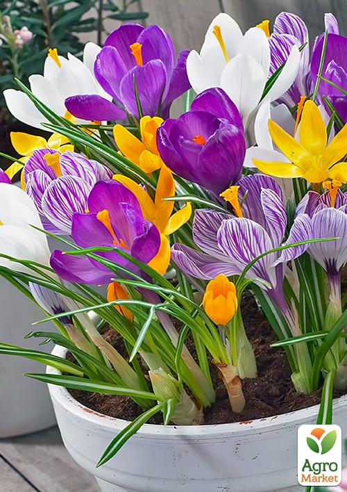 Крокус великоквітковий "Carnaval" укорінений