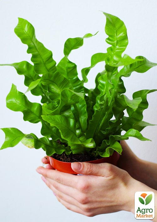 LMTD Аспленіум (папороть) "Crispy Wave" висота 20-30см - фото 5