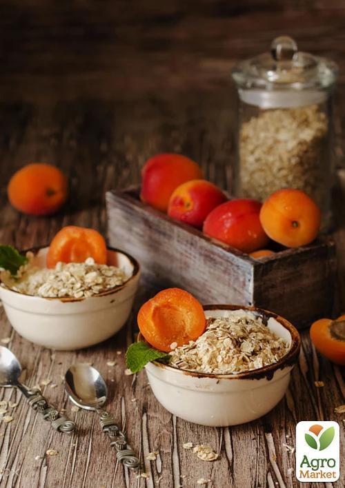 Абрикос "NJA 19" (літній сорт, середній термін дозрівання) - фото 6