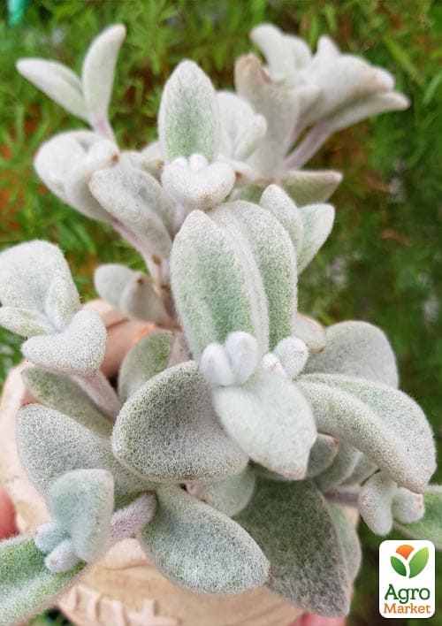 Каланхоэ Эриофилла (войлочное) - фото 5