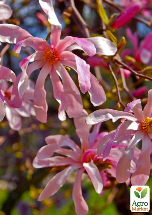 Магнолія 3-х річна стеллата "Rosea" (висота 40-50см) - фото 6