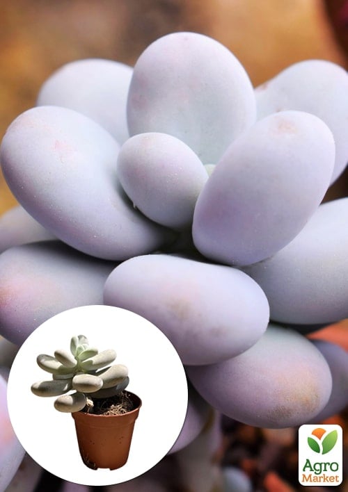 Суккулент Пахифитум "Pachyphytum Oviferum"