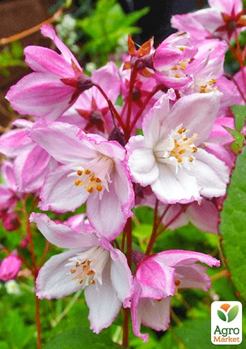 Дейція пурпурна "Kalmiiflora"