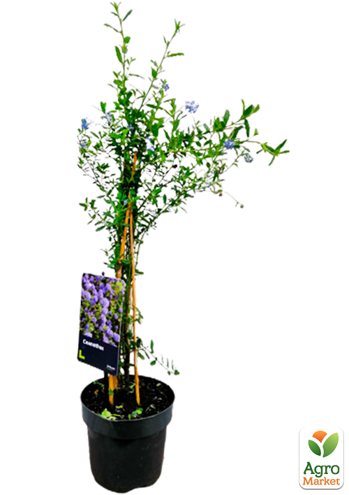 LMTD Цеанотус древовидный "Trewithen Blue" (60-70см) - фото 6