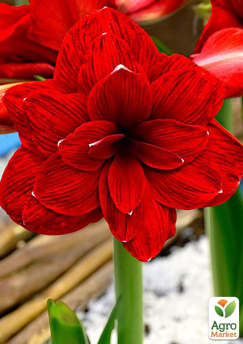 Амариллис "Double Dragon" 