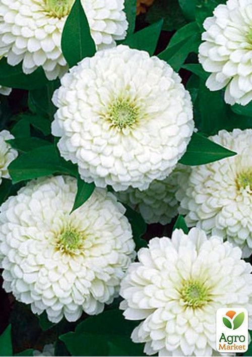 Цинія біла (Зипер) ТМ "Весна" 2г - фото 3