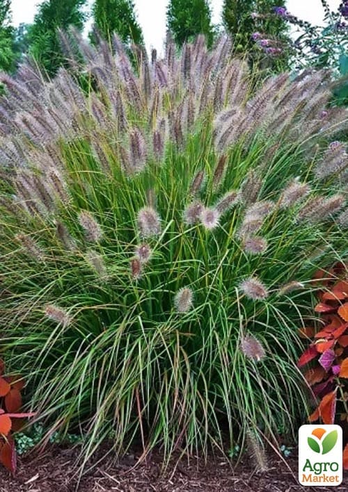 Пеннисетум "Burgundy Bunny" вазон С2 - фото 2