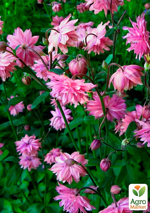 Аквилегия махровая "Pink Barlow"  - фото 4