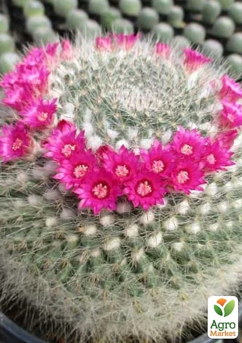 Маммиллярия "Красотка" ТМ "Vesna Exclusive" 4шт - фото 2