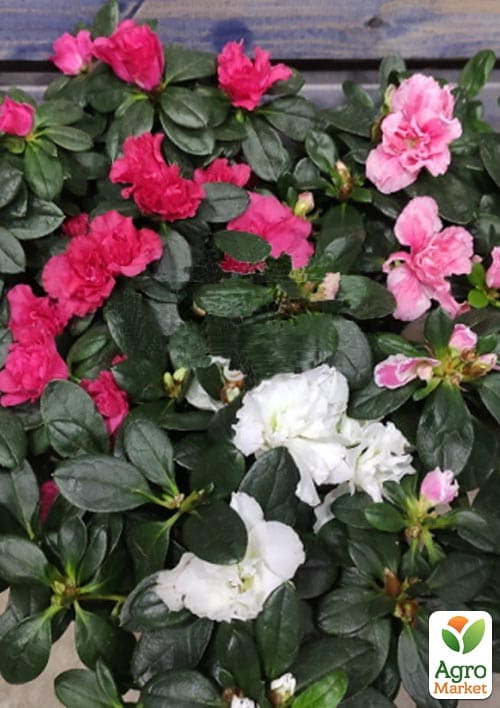 Рододендрон кімнатний "Carnaval" висота 25-30см - фото 7