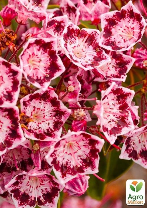 Кальмия latifolia "Jans Delight"