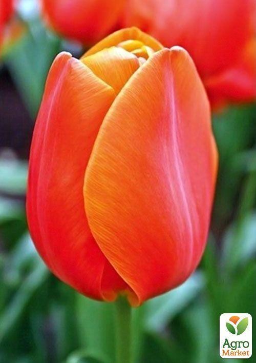 Тюльпан "Orange Cassini" 3шт в упаковке - фото 3