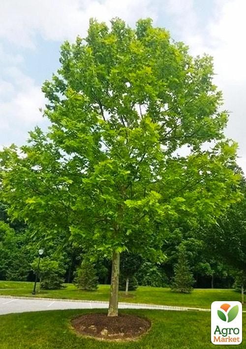Платан западный "Platanus occidentalis" (декоративный, морозостойкий)