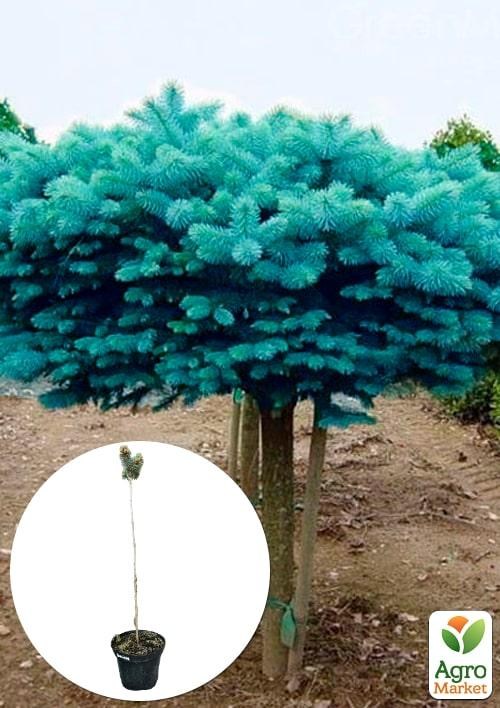 Ель колючая на штамбе "Bronisze" С3, высота 30-40см