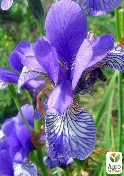 Ірис сибірський "ERO" 5шт в упаковці