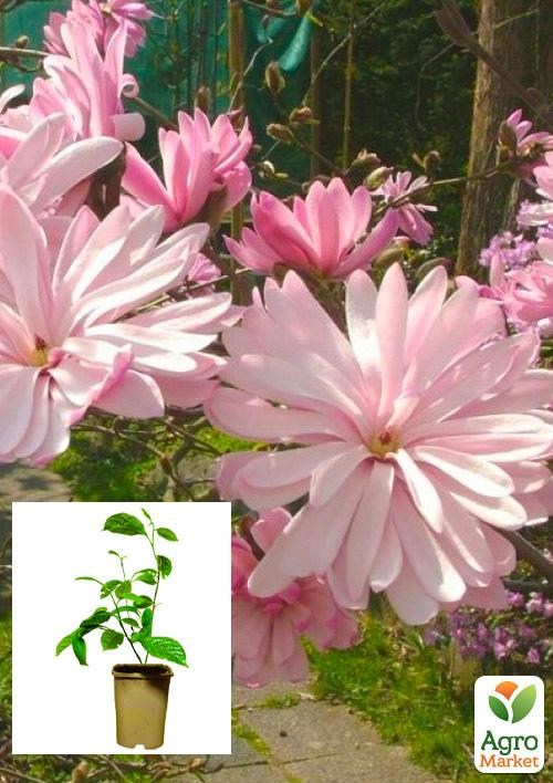 Магнолія 3-х річна стеллата "Rosea" (висота 40-50см)