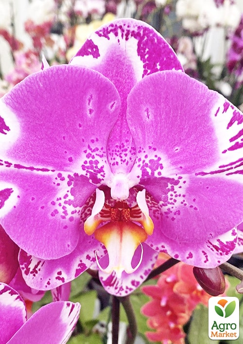 Орхідея (Phalaenopsis) "Singolo Victorio" - фото 3