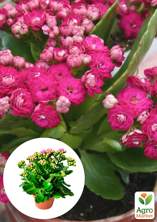 Каланхоэ Блоссфельда "Rose" (Kalanchoe Blossfeldiana) (Нидерланды)