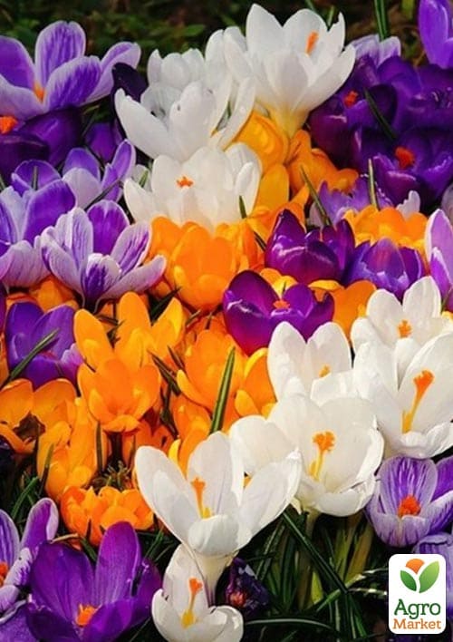 Крокус "MIX" укорененный (отцвел) - фото 4