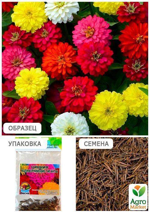 Цинния "Калифорнийские гиганты" (Зипер) ТМ "Весна" 2г - фото 4