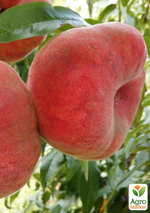 Инжирный персик "Плейн Стар" (инжирный, средне-поздний срок созревания) - фото 4