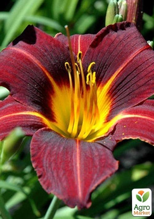 Лилейник "Black Prince" 1шт в упаковке