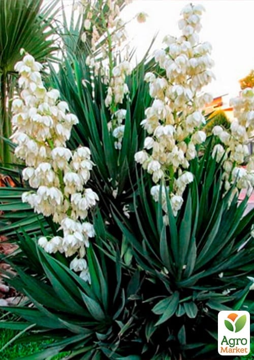 Юкка нитчата (кореневище)  - фото 2