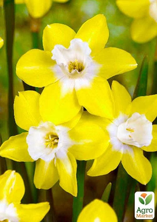Нарцисс "Pipit" 2шт в упаковке