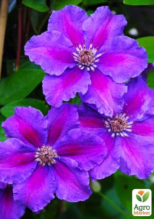 Клематис 3-х летний "Ashva" С2 - фото 4