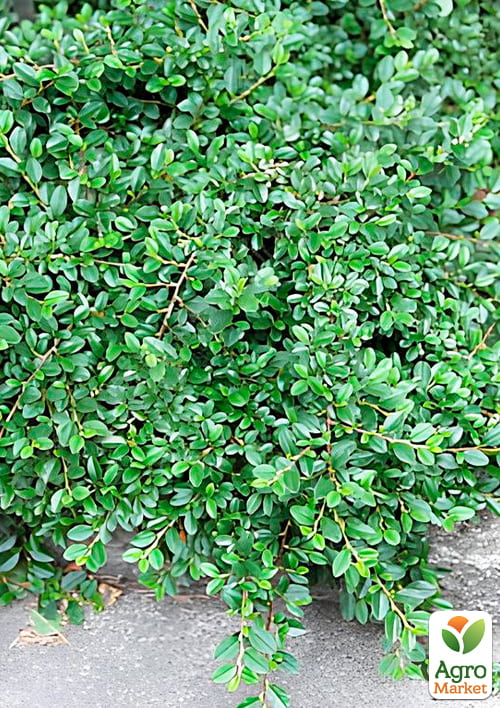 Кизильник Даммера "Mooncreeper", С2 - фото 3