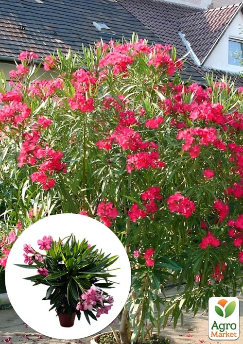LMTD Олеандр цветущий 3-х летний "Emilie Red" (45-65см)