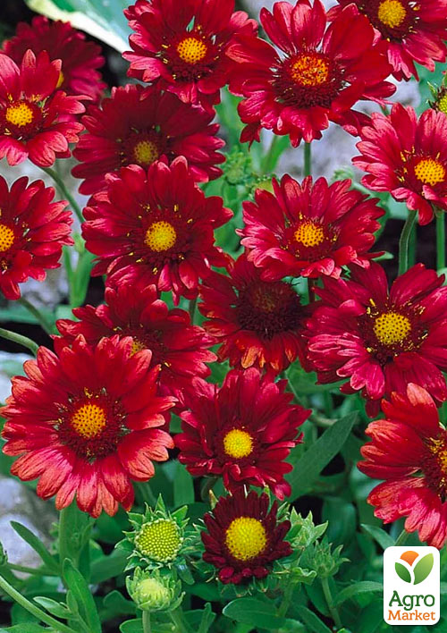 Гайлардия многолетняя крупноцветковая "Arizona Red Shades" (вазон Р9)