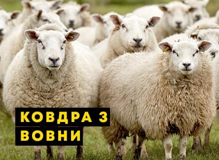 Як вибрати ковдру з овечої вовни