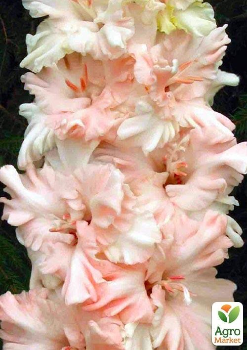 Гладіолус "Boulevard" 3шт