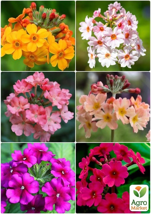 Примула японская "Канделябр" смесь ТМ "Vesna Exclusive" 20шт