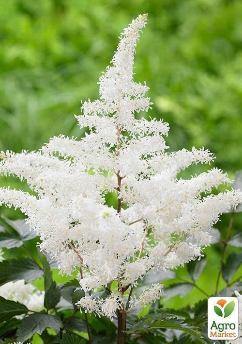 Астильба "Milk and Honey" 1шт - фото 2