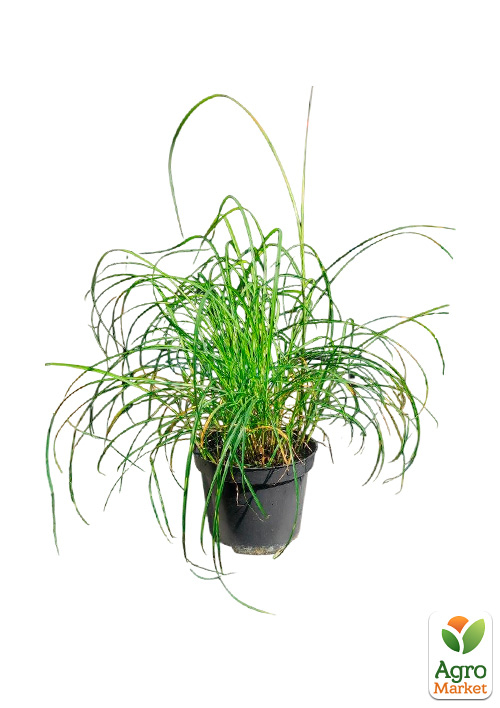 Мискантус китайский "Little Zebra" С1.5