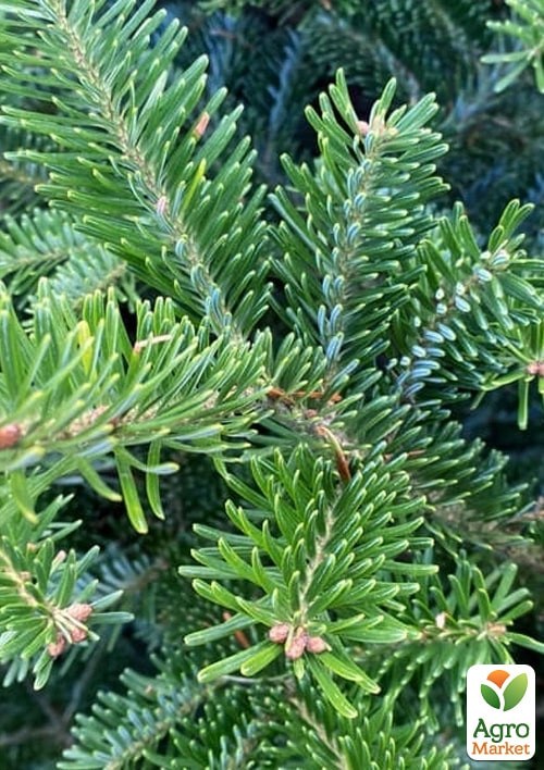 Ялиця Фразера "Abies Fraseri" висота 80-100 см - фото 3