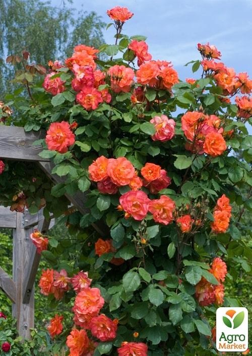 Троянда в контейнері плетиста "Westerland" (саджанець класу АА+) - фото 2