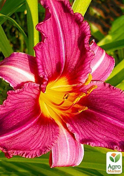 Лілійник "Summer Wine" 1шт в упаковці