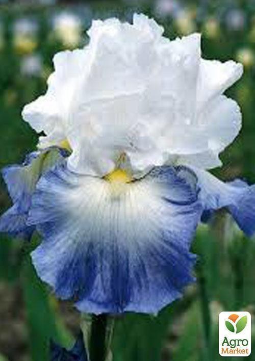 Ирис бородатый крупноцветковый "Айсберг"  1шт в упаковке