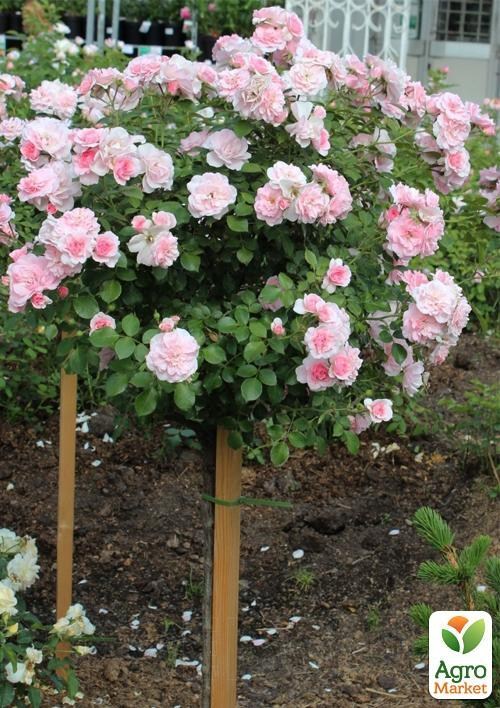 Роза штамбова "Bonica"