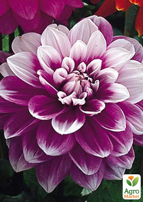 Георгина "Jean Marie" (гигантский цветок)