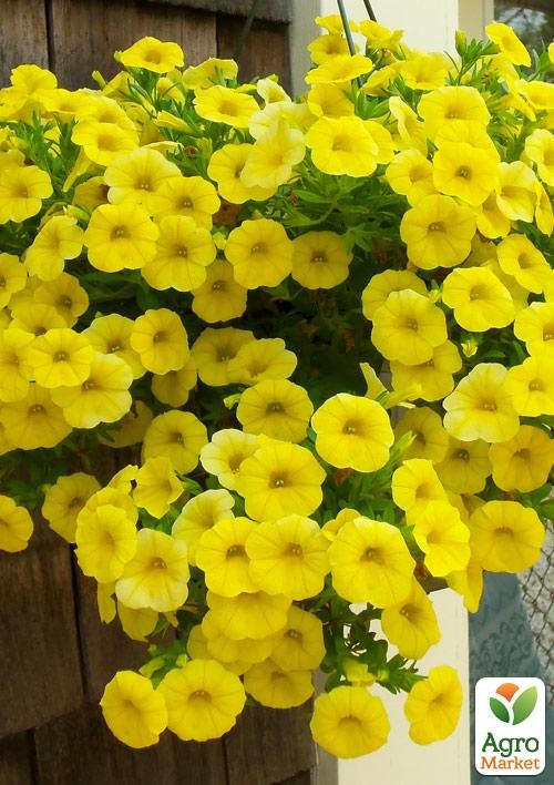 Петуния Potunia "Canary Yellow" (контейнер №10, высота 10-15см)