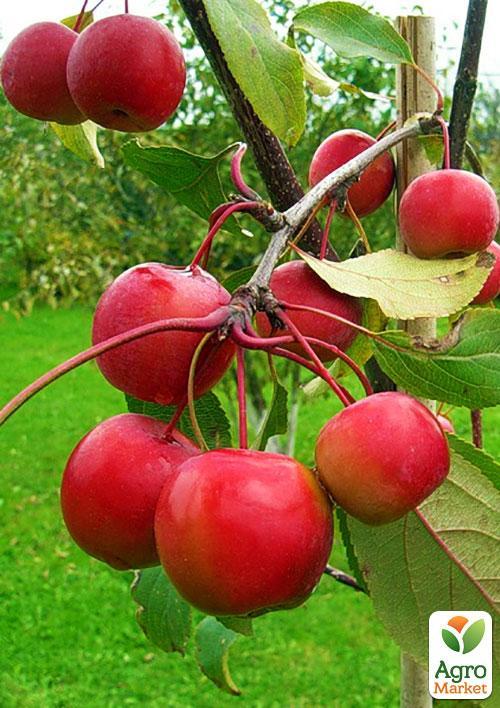 Яблоня "Райское Яблочко" (осенний сорт)