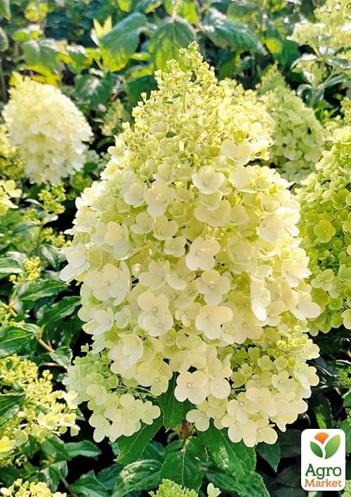 Гортензія 3-х річна волотиста "Magical Matterhorn" - фото 2
