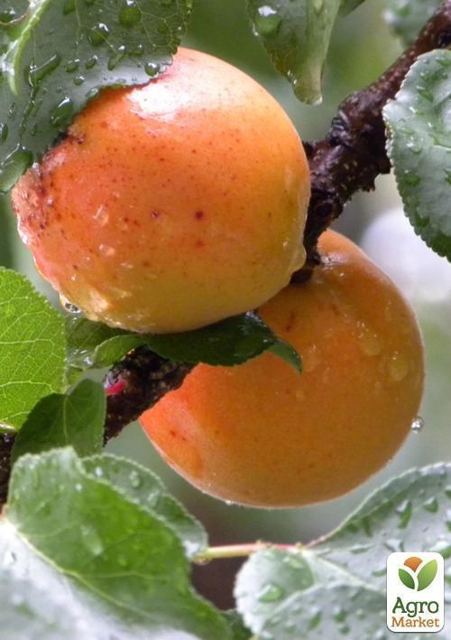 Абрикос "Цар Бибер" (летний сорт, средний срок созревания) - фото 2