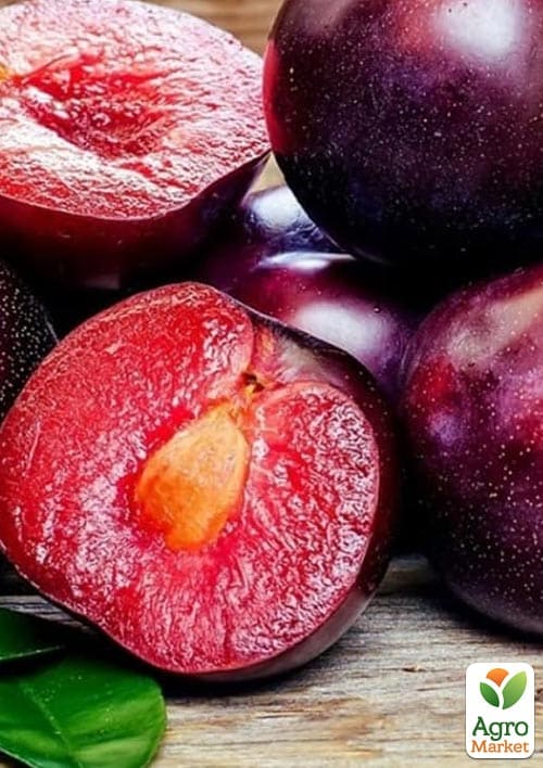 Алыча-Абрикосовый гибрид "Черрикос" (с легким ароматом клубники) - фото 3