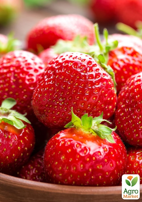 LMTD Клубника-земляника "Korona" (гибрид, ранний срок созревания)   - фото 2