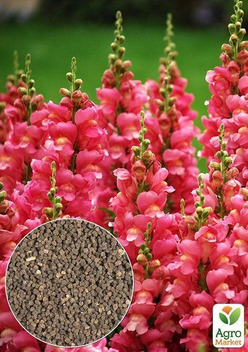 На вагу Левовий зев червоний ТМ "Весна" ціна за 1г